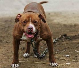 比特犬事件爆料最新消息,真相大白,背后黑幕曝光 第3张 比特犬事件爆料最新消息,真相大白,背后黑幕曝光 第3张