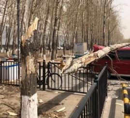 长春湖西路最新爆料,揭秘神秘项目进展与周边影响 第3张 长春湖西路最新爆料,揭秘神秘项目进展与周边影响 第3张