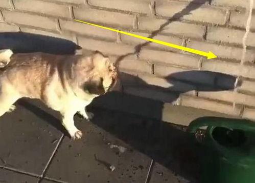 巴哥爆料水管视频在线观看,在线观看惊现惊人一幕 第3张 巴哥爆料水管视频在线观看,在线观看惊现惊人一幕 第3张
