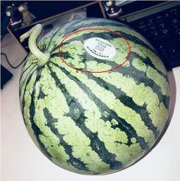 网红吃瓜意味什么,揭秘网络时代的娱乐风向标