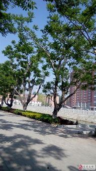 安国在线观看,揭秘古代药都的传奇魅力 第2张 安国在线观看,揭秘古代药都的传奇魅力 第2张