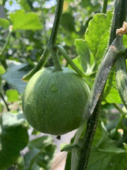 吃瓜qq圈免费吃瓜,揭秘吃瓜QQ圈独家福利 第3张 吃瓜qq圈免费吃瓜,揭秘吃瓜QQ圈独家福利 第3张