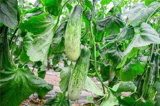 网红吃瓜日照,一场视觉与味蕾的双重盛宴  第2张