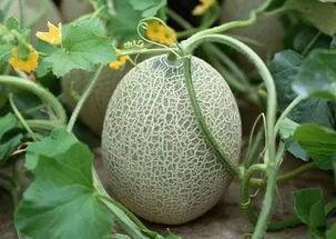 网红吃瓜日照,一场视觉与味蕾的双重盛宴  第3张