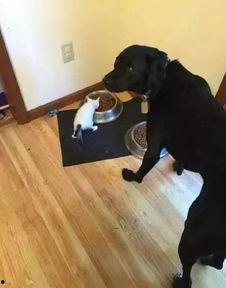 全国大狗爆料事件最新,揭秘背后真相与网络舆论风暴 第1张 全国大狗爆料事件最新,揭秘背后真相与网络舆论风暴 第1张