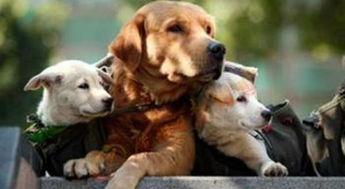 全国大狗爆料事件最新,揭秘背后真相与网络舆论风暴 第2张 全国大狗爆料事件最新,揭秘背后真相与网络舆论风暴 第2张