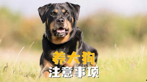 全国大狗爆料事件最新,揭秘背后真相与网络舆论风暴 第3张 全国大狗爆料事件最新,揭秘背后真相与网络舆论风暴 第3张